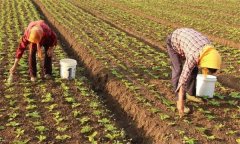 春播大白菜的定植時間、方法與定植密度要求