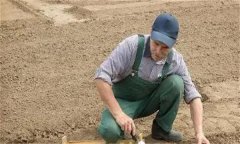 春季大白菜高效栽培技術(shù)要點有哪些？