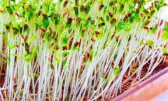 苜蓿芽苗菜怎樣實(shí)施立體無土栽培？