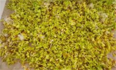 白菜芽苗菜如何進(jìn)行立體無土栽培？