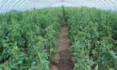 冬春茬番茄晚吊蔓有哪些好處 需注意哪些問(wèn)題？