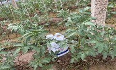 冬季番茄怎么沖施肥，應(yīng)注意哪些問(wèn)題？