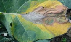 十字花科蔬菜常見病害有哪些，如何防治？