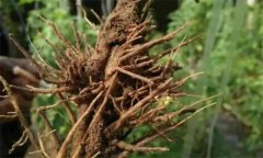 豌豆根腐病用什么藥治療，怎么防治與預(yù)防？