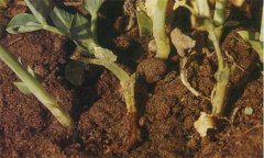 豌豆常見病蟲害有哪些，如何防治？