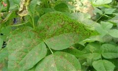 如何防治菜豆炭疽病，其病原菌是什么？