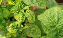 如何防治豆類蔬菜病毒病，其傳播途徑有哪些？