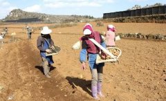 為什么秋季馬鈴薯要整薯播種 如何確定播種期？