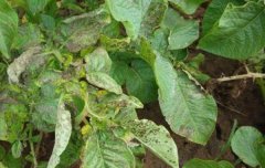 如何防治馬鈴薯青枯??？