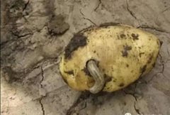 如何防治危害馬鈴薯的地下害蟲(chóng)？