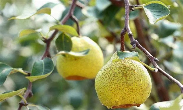 茌梨的修剪特點(diǎn)是什么