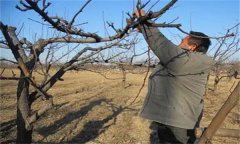 酥梨的修剪特點(diǎn)是什么？