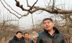 鴨梨的修剪特點(diǎn)是什么？