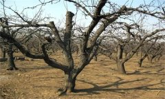 西洋梨的修剪特點(diǎn)是什么？