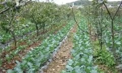 梨樹怎樣進(jìn)行合理間作？