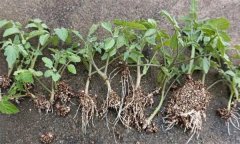 怎樣預(yù)防番茄育苗時漚根？