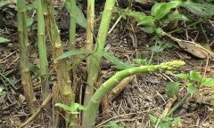 如何預(yù)防蘆筍莖枯病，用什么藥物預(yù)防？