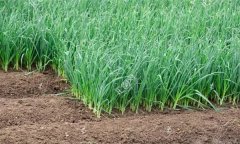 青蒜（蒜苗）的播種時間、播種密度與播種方法