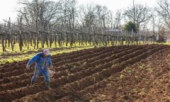 怎樣栽培夏蘿卜？夏蘿卜種植方法與步驟