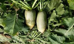 怎樣栽培秋蘿卜？秋蘿卜的種植時(shí)間、方法步驟