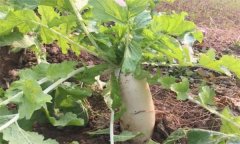 怎樣栽培冬蘿卜？冬蘿卜種植時(shí)間和方法