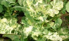 油菜炭疽病危害癥狀 用什么藥防治？