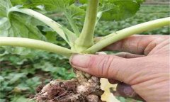 油菜病害有哪些種類，如何防治？