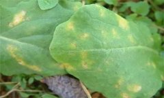 怎樣防治油菜霜霉病，有哪些癥狀表現(xiàn)？