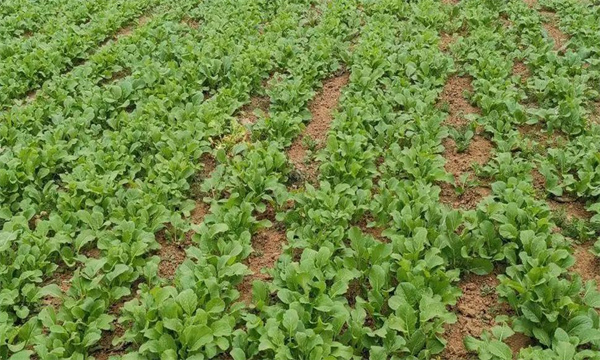油菜密播育苗、分批移栽好不好