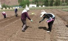 怎樣用小拱棚種植芹菜，有哪些技術(shù)技巧？