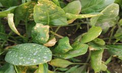 菠菜霜霉病的癥狀表現(xiàn)、傳播途徑和防治方法