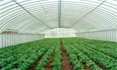 大棚內(nèi)有害氣體有哪些 如何預(yù)防與處理?