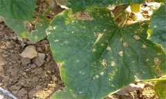 黃瓜靶斑病的發(fā)病癥狀、診斷方法與防治方法
