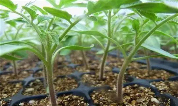 怎樣控制番茄幼苗徒長