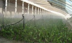 如何改善(提高或降低)大棚內(nèi)的空氣濕度?