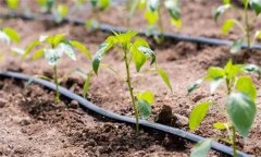 辣椒如何按照"五看"進(jìn)行澆水?