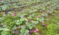 油菜秧苗葉片變紅是什么原因造成的？