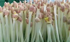 花生芽苗菜生產(chǎn)培育技術(shù)要點(diǎn)有哪些？