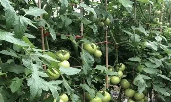 番茄膨果期合理疏枝、打葉