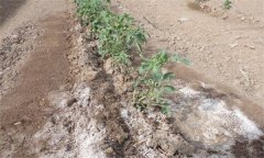 為什么番茄只長(zhǎng)根、不開果？