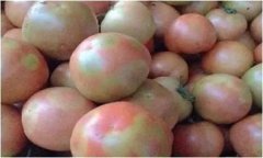 番茄花臉是什么原因 怎樣預(yù)防番茄花臉果？