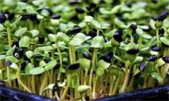 龍葵嫩芽可以吃嗎？龍葵芽苗菜如何生產(chǎn)？