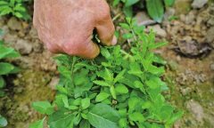 如何扦插育苗生產(chǎn)枸杞芽苗菜？