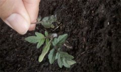 茄子僵果、裂口、落花落果的原因及解決辦法