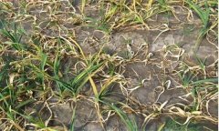 大蒜癱苗和開(kāi)花蒜、棉花蒜現(xiàn)象是怎樣產(chǎn)生的？