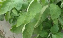 茄子缺氮、磷、鉀癥的癥狀是什么，如何矯正?