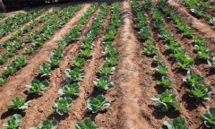 春甘藍(lán)應(yīng)該如何種植才能高產(chǎn)？