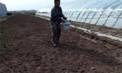 番茄怎樣施肥才能獲得高產？