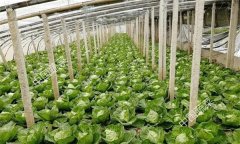 冬甘藍(lán)栽培技術(shù)有哪些？