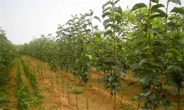 梨樹(shù)定植技術(shù)要點(diǎn)